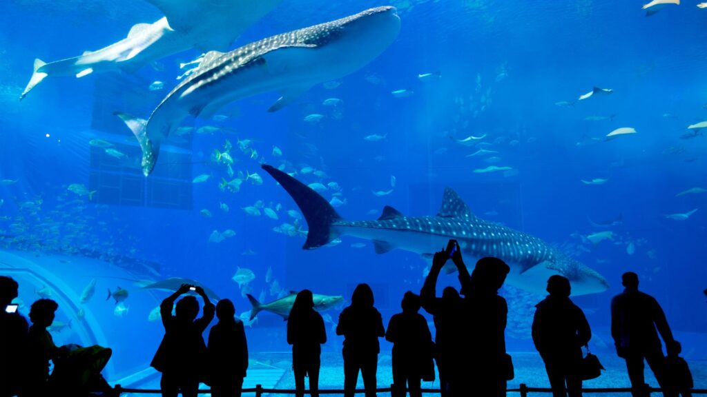 水族館のジンベイザメの水槽